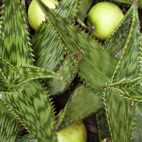 Aloe Asphodelaceae (6420)