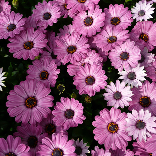 Osteospermum Asteraceae (11999)