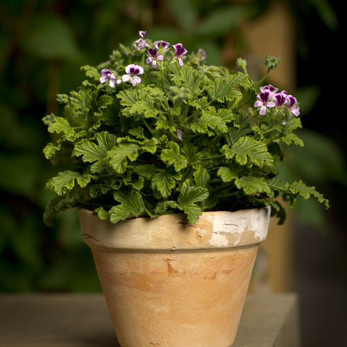 Pelargonium Geraniaceae (12304)