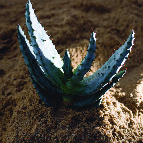 Aloe Liliaceae (6408)