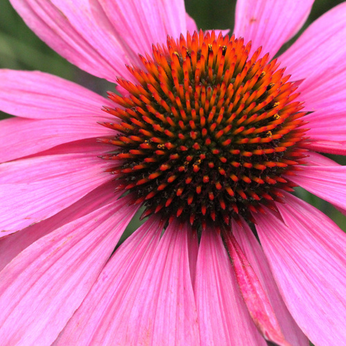 Echinacea Asteraceae (8917)