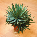 agave_macroacantha_1.tif