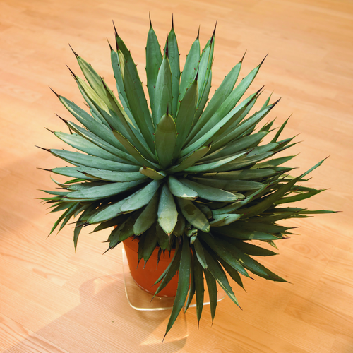 Agave Agavaceae (6353)