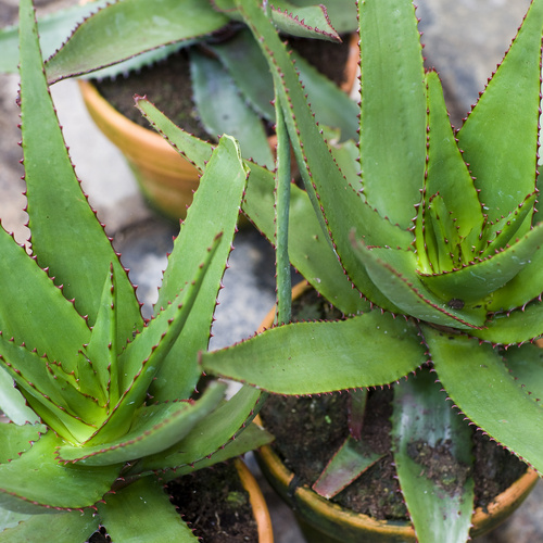 Aloe Asphodelaceae (6401)