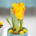 Tulipa_hybrid_.jpg