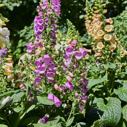 Digitalis Scrophulariaceae (440649)