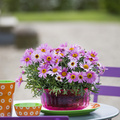 Argyranthemum_frutescens_05.jpg