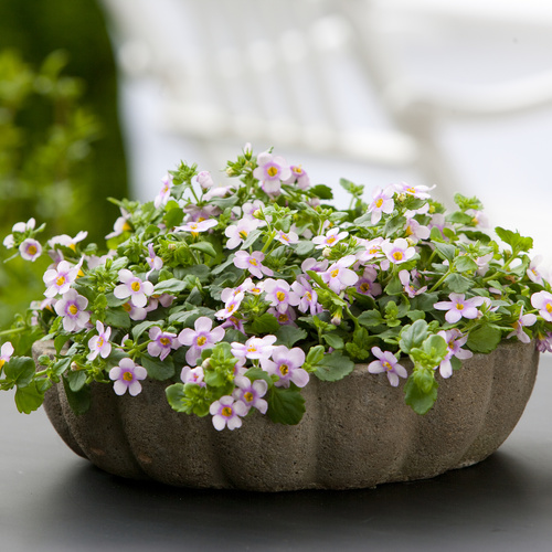 Bacopa Scrophulariaceae (6904)