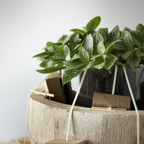 Fittonia Acanthaceae (9601)