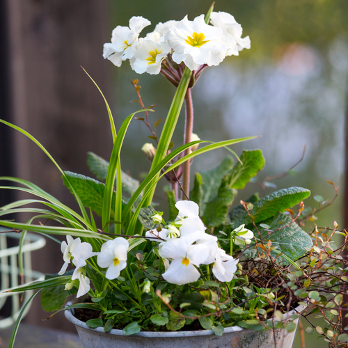 Primula Primulaceae (12995)