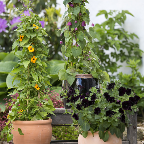 Thunbergia Acanthaceae (15026)