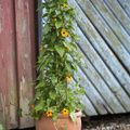 thunbergia_alata.JPG