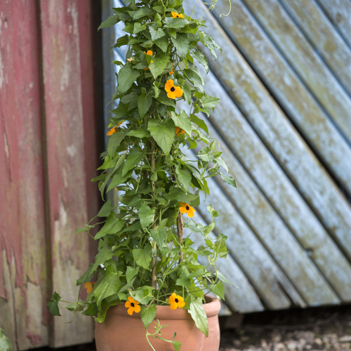 Thunbergia Acanthaceae (15025)