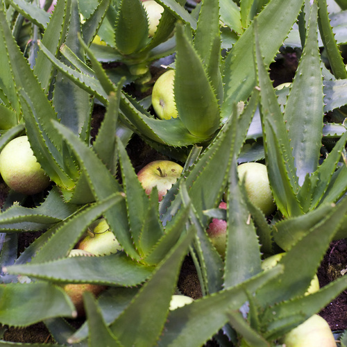 Aloe Asphodelaceae (6402)