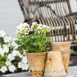 billede af Pelargonium