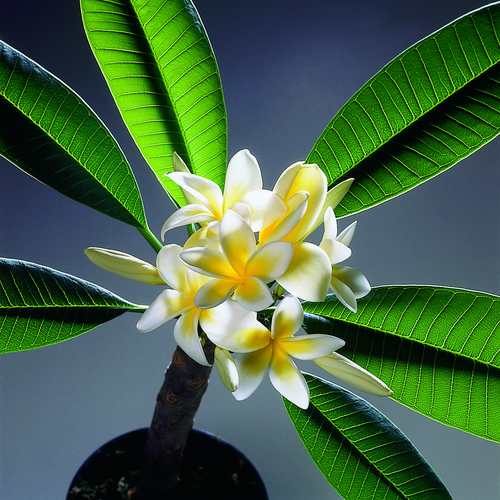 Plumeria Apocynaceae (12878)