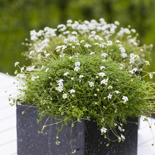 Arenaria Caryophyllaceae (6611)