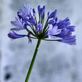 Agapanthus_-_Pemo.tif