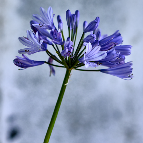 Agapanthus Alliaceae (409030)