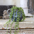 Senecio_Herreanus-2014-2.JPG