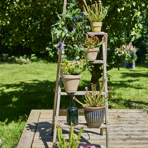 Sarracenia Sarraceniaceae (440633)