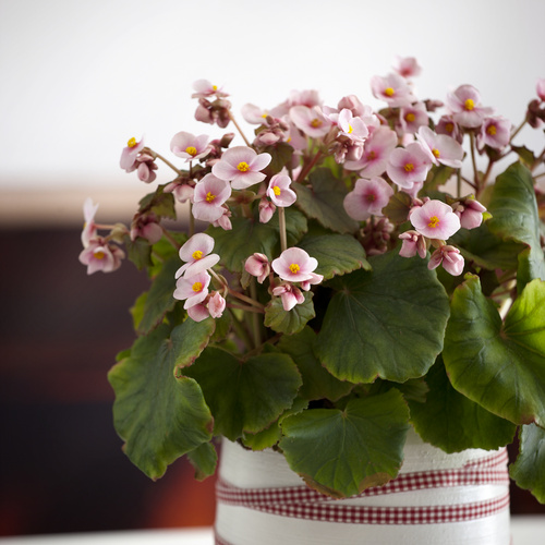 Begonia Begoniaceae (7007)