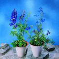 339d-delphinium_grandi.tif