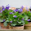 Viola-odorata-7.jpg