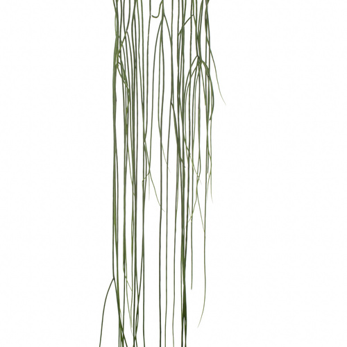 Rhipsalis Cactaceae (13245)