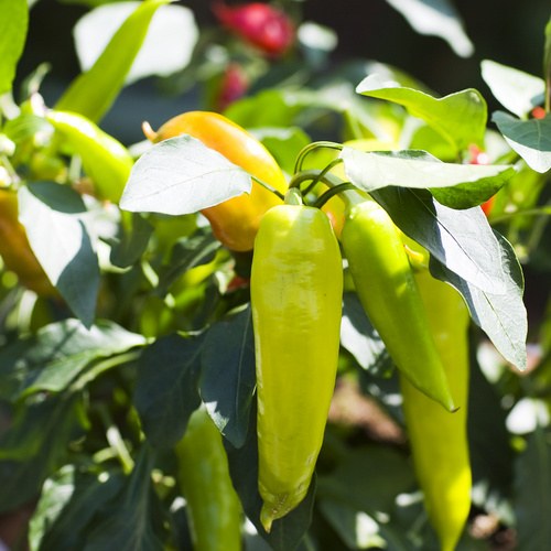 Capsicum Solanaceae (7759)