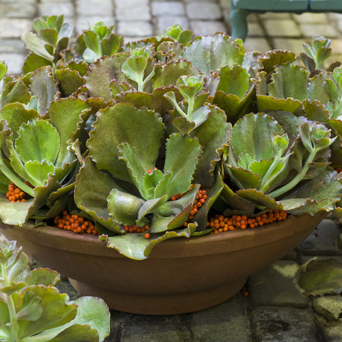 Echeveria Crassulaceae (8842)