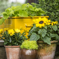 Sedum_rupestre_Osteospermum_hybrid_Helianthus_annuus.JPG