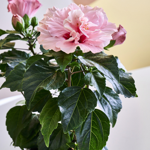 Hibiscus Malvaceae (441312)