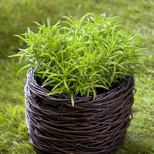 Peperomia Piperaceae (12526)