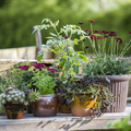 Sempervivum_hybrid_Lycopersicon_esculentum_Osteospermum_.JPG