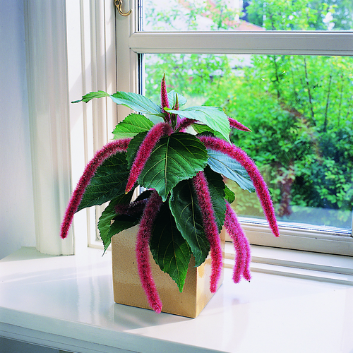 Acalypha Euphorbiaceae (6227)