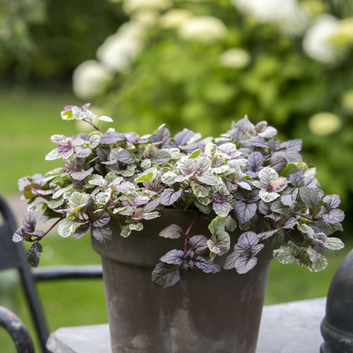 Ajuga Labitae (6381)