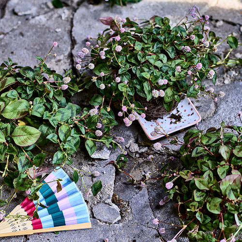 Persicaria Polygonoideae (412653)