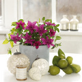 Poulsen_Roser_Clematis_Luzia_Flora_Evipo068.jpg