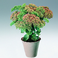 sedum_tele_plakat_2006.tif