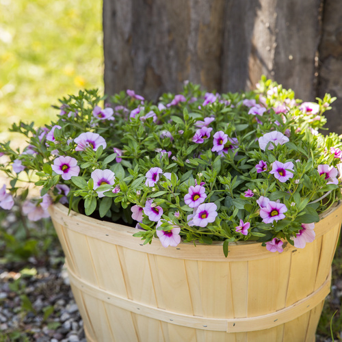 Calibrachoa Solanaceae (7329)