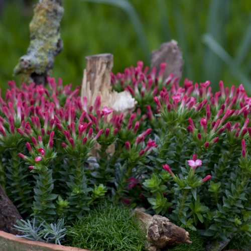 Crassula Crassulaceae (31754)