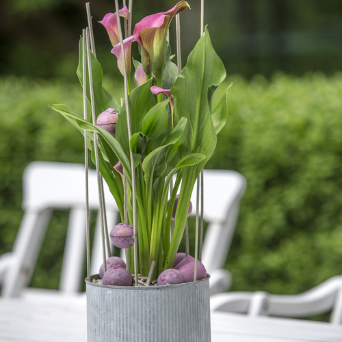 Zantedeschia Araceae (15416)