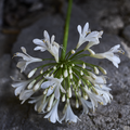 Agapanthus__tilfoejet_plantedatabasen_2.tif