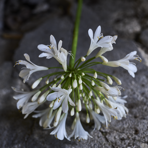 Agapanthus Alliaceae (411508)