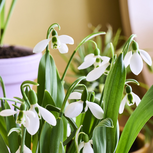 Galanthus Amaryllidaceae (441231)