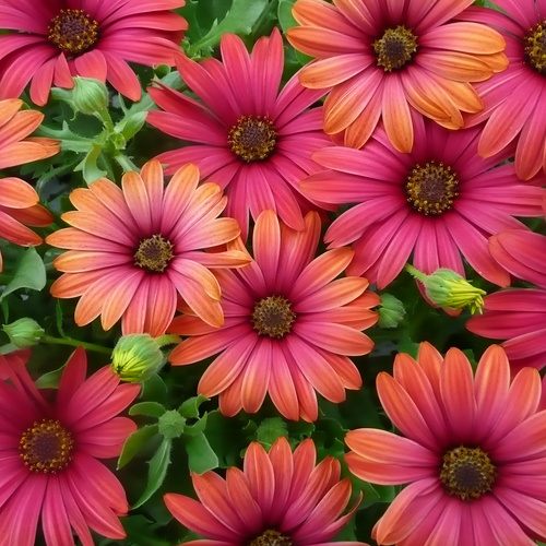 Osteospermum Asteraceae (11996)