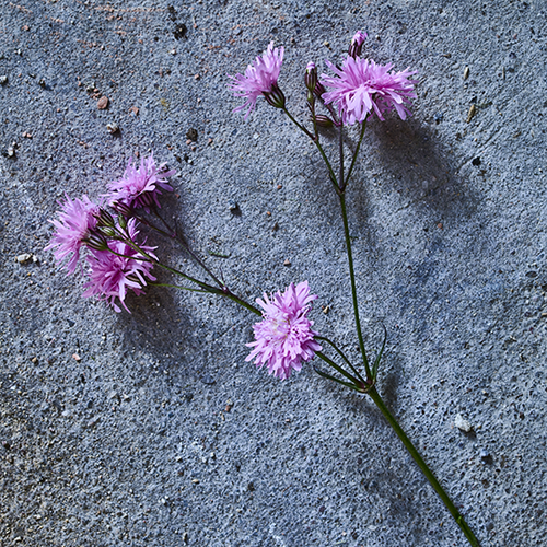 Lychnis Nellikefamilien (412660)