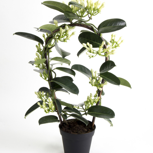 Stephanotis Asclepiadaceae (14932)