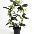 Stephanotis_2.jpg